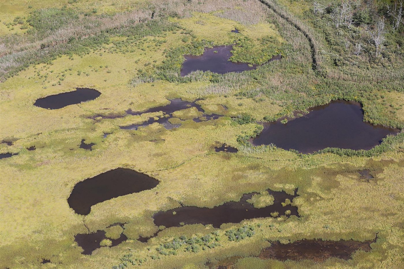 Аэрофотоснимок солёного марша: изрезанная водой зелёная равнина у берега